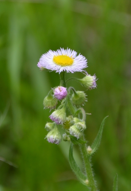 f:id:adayasu:20140427145145j:image:w350:left