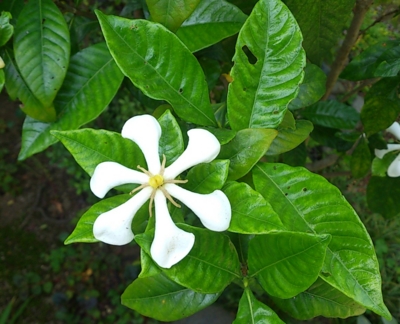 f:id:adayasu:20140530101554j:image:left