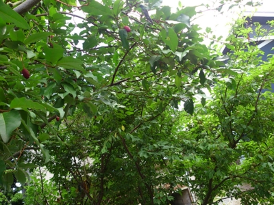f:id:adayasu:20140606133651j:image:left