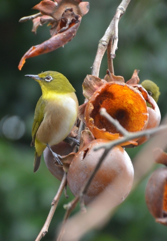 f:id:adayasu:20150111141628j:image:w350:right