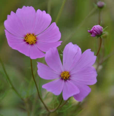 f:id:adayasu:20150923134357j:image:w170:left