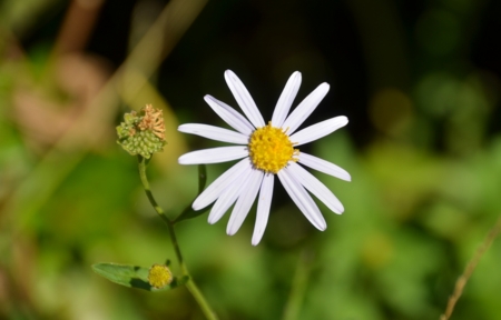 f:id:adayasu:20151017110456j:image:w250:left