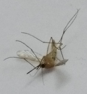 f:id:adayasu:20160107211150j:image:left