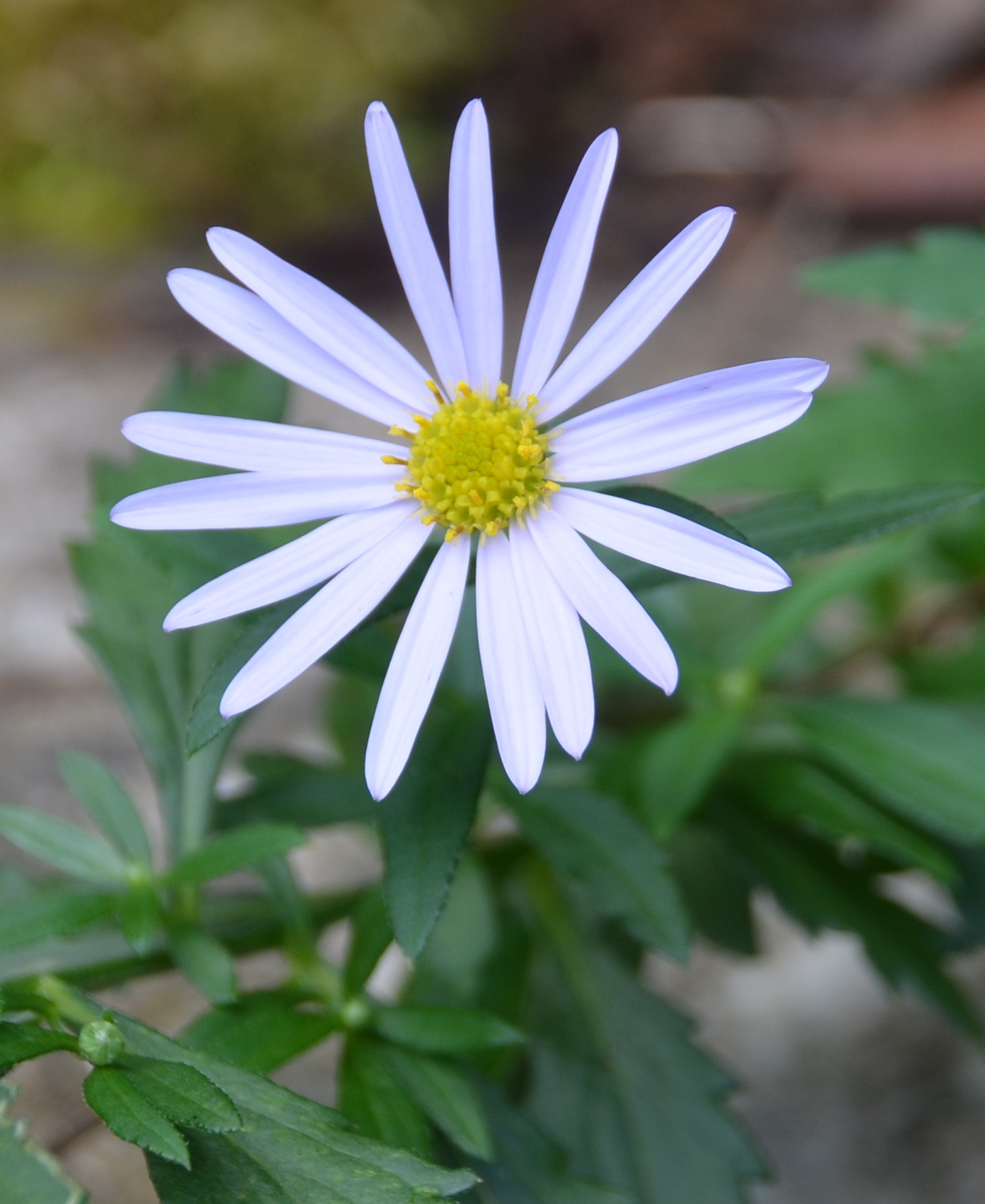 f:id:adayasu:20181027120759j:image