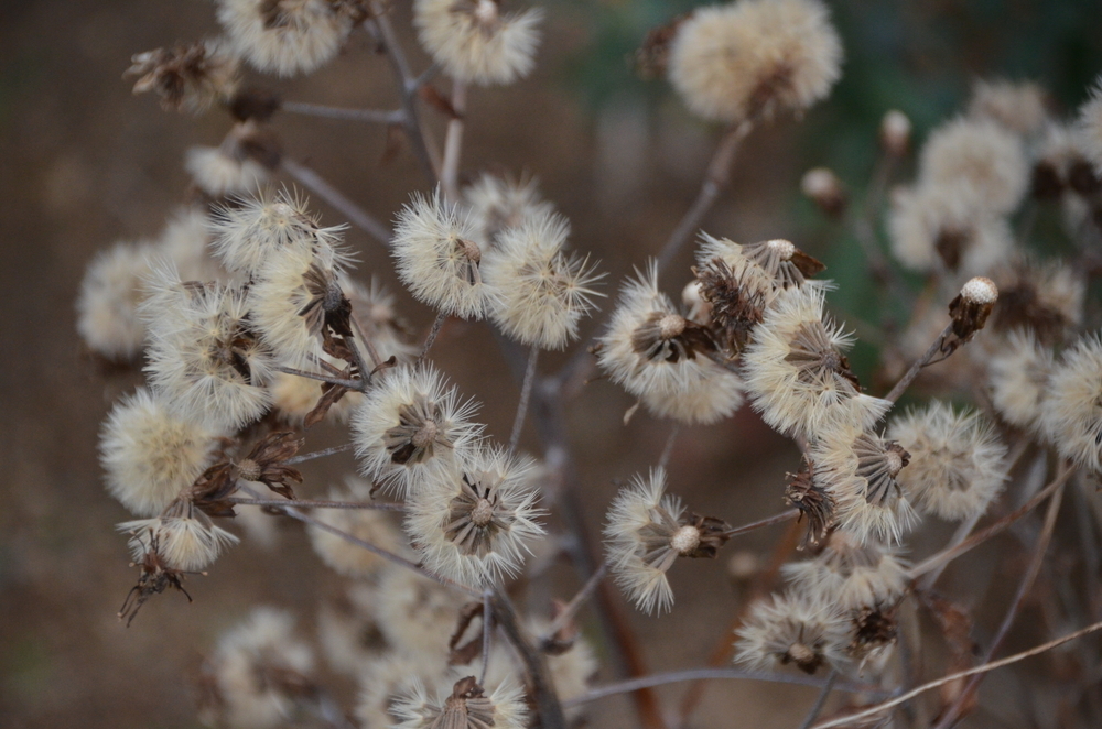 f:id:adayasu:20190102130225j:plain