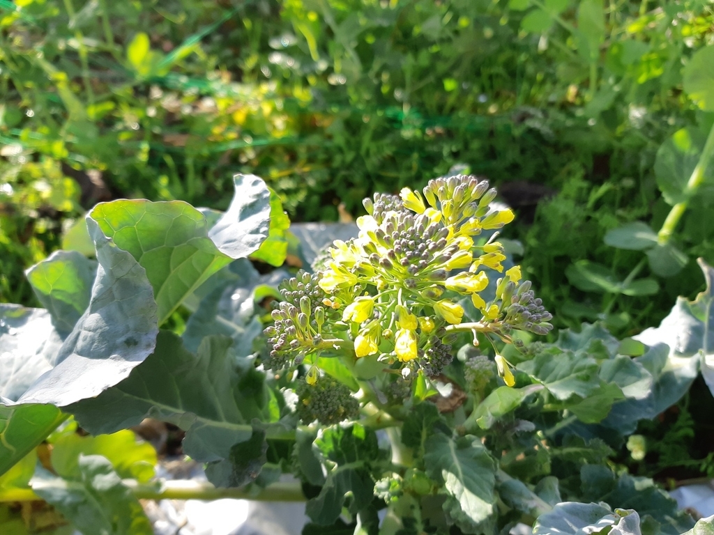 f:id:adayasu:20190204091820j:plain