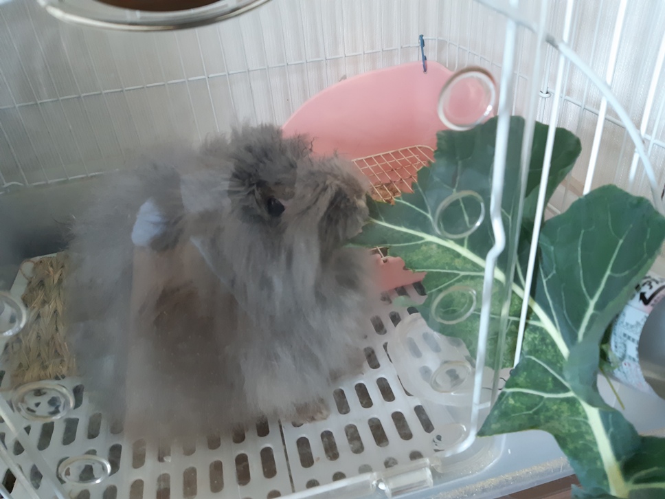 f:id:adayasu:20190204133028j:plain