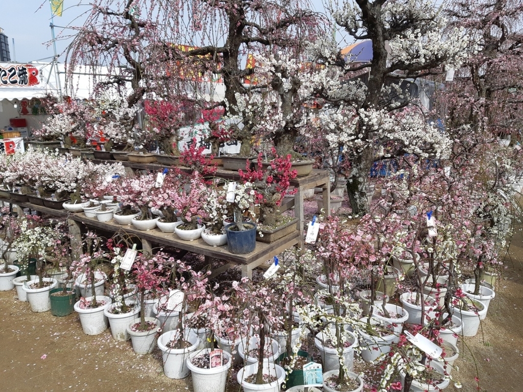 f:id:adayasu:20190224105313j:plain
