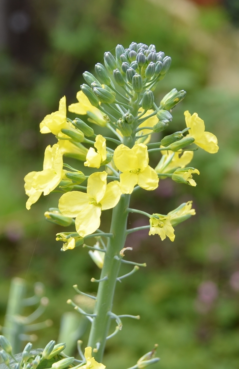 f:id:adayasu:20190411132648j:plain