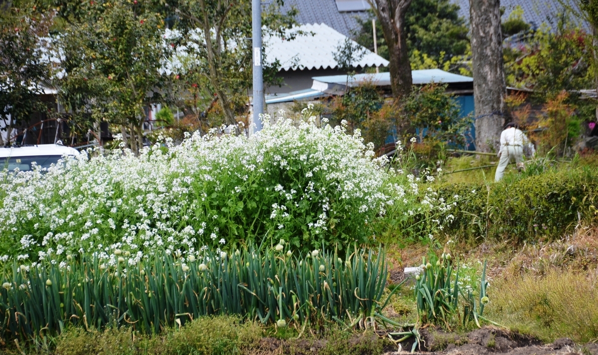 f:id:adayasu:20190413144551j:plain