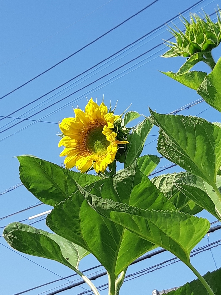 f:id:adayasu:20190625080144j:plain