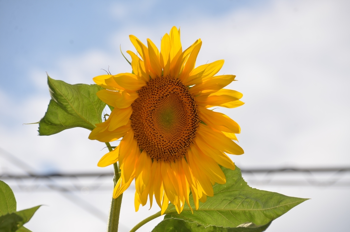 f:id:adayasu:20190628170732j:plain