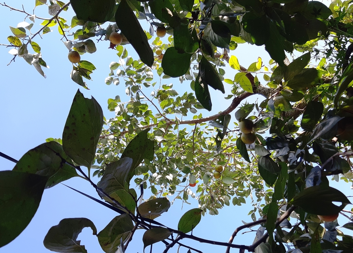 f:id:adayasu:20191005143243j:plain