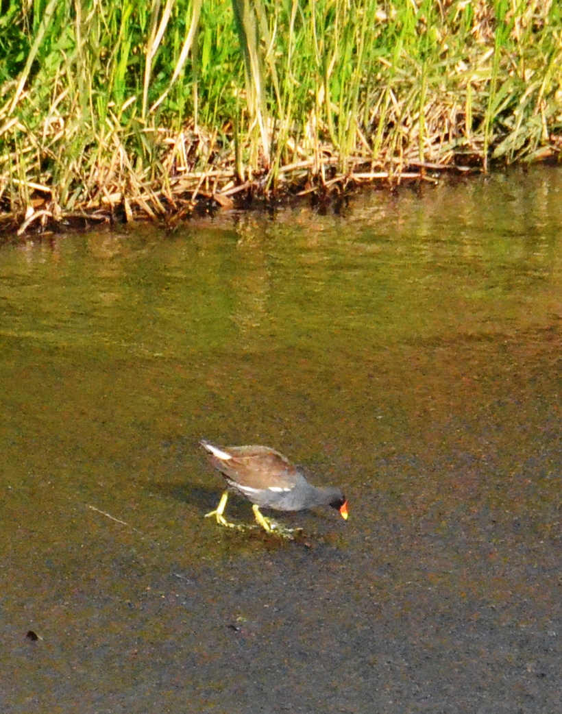 f:id:adayasu:20200416071936j:plain