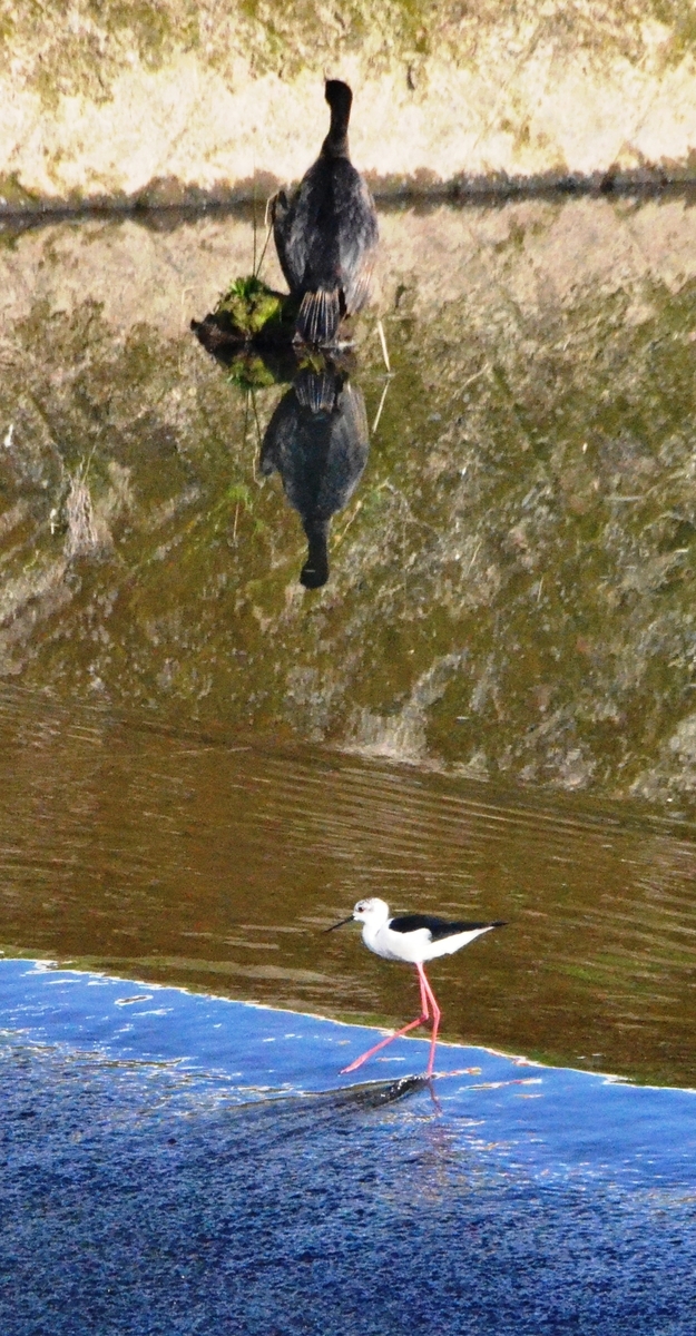 f:id:adayasu:20200416072022j:plain