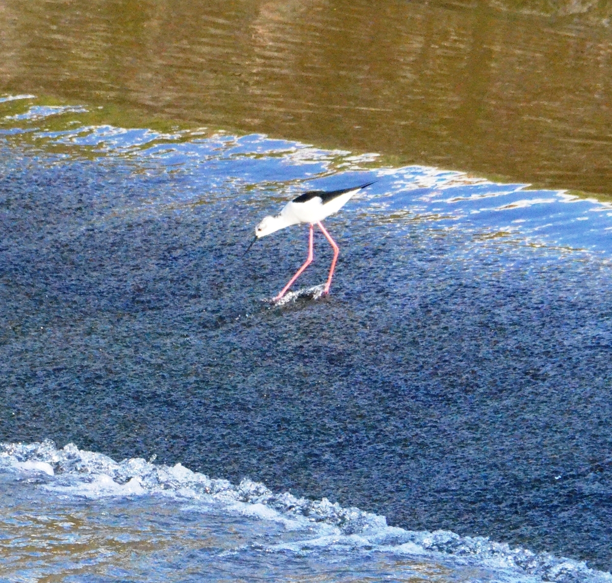 f:id:adayasu:20200416072028j:plain