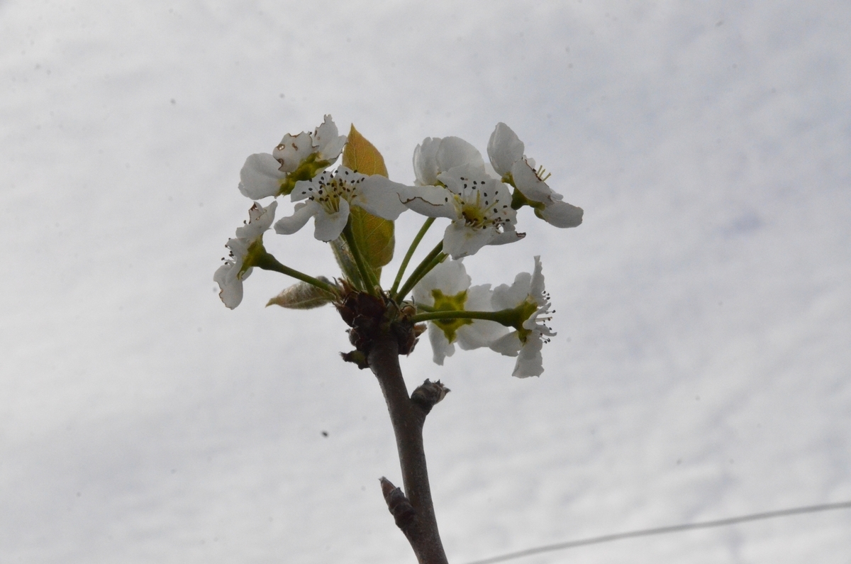 f:id:adayasu:20200419085817j:plain