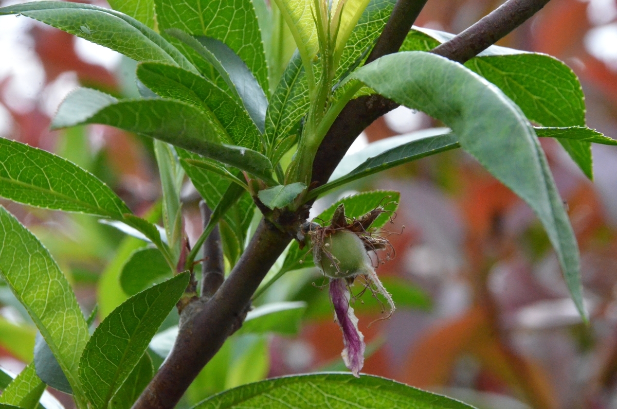 f:id:adayasu:20200419085847j:plain