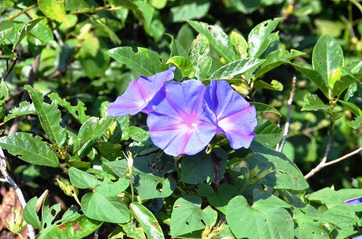 f:id:adayasu:20200628112034j:plain