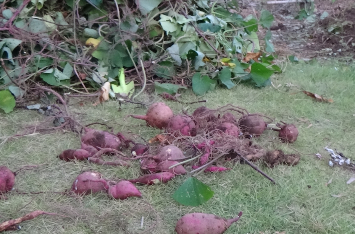 f:id:adayasu:20201024173150j:plain