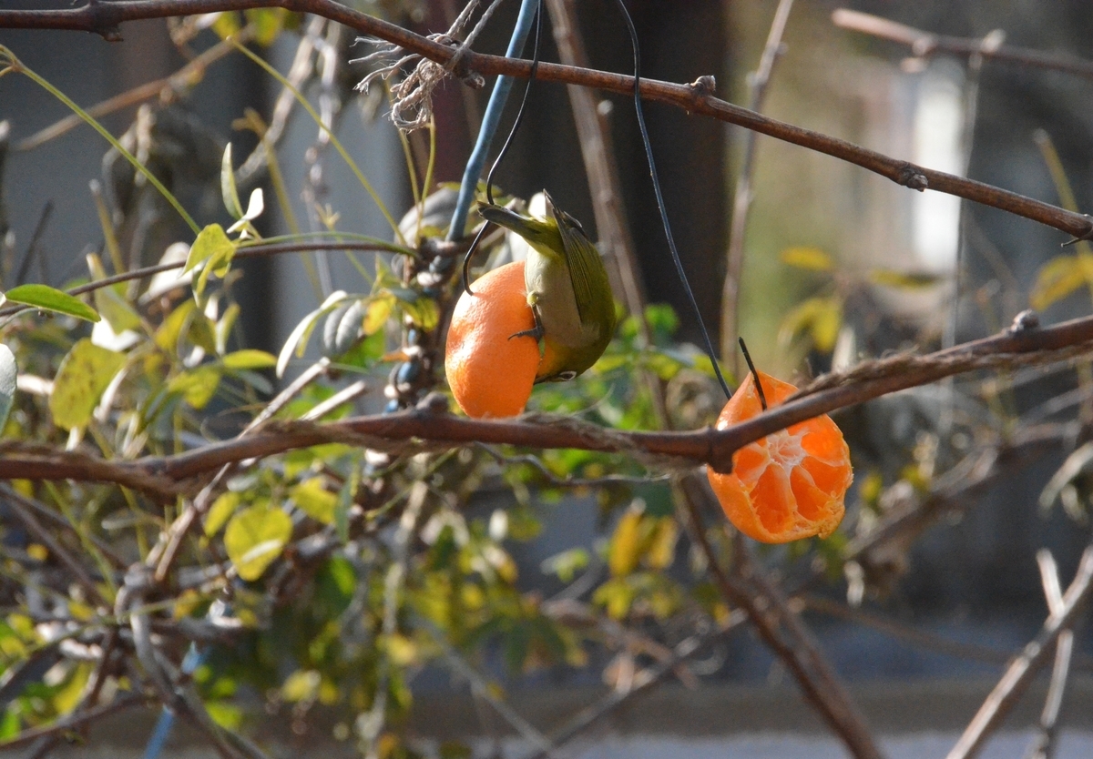 f:id:adayasu:20201221150934j:plain