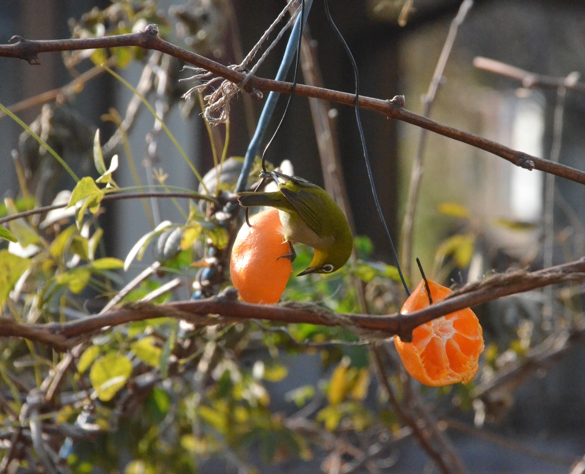 f:id:adayasu:20201221150939j:plain