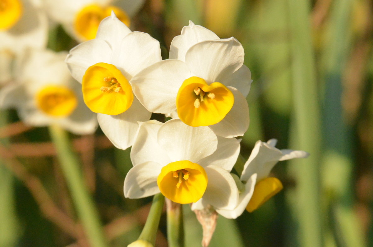 f:id:adayasu:20210103162528j:plain