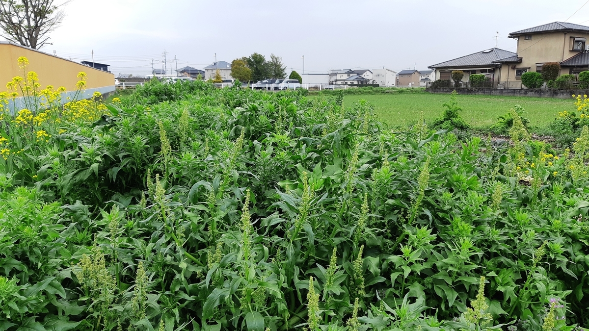 f:id:adayasu:20210319123814j:plain