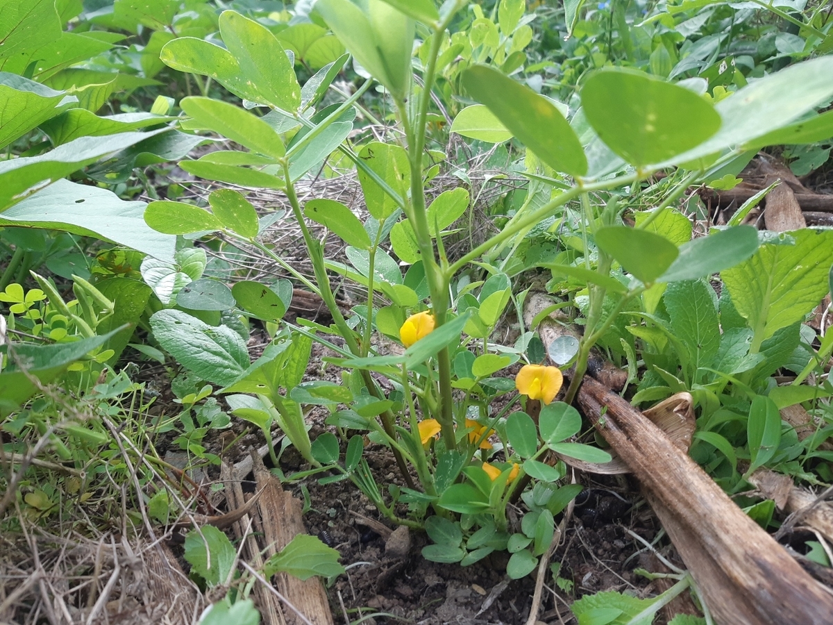 f:id:adayasu:20210615074129j:plain