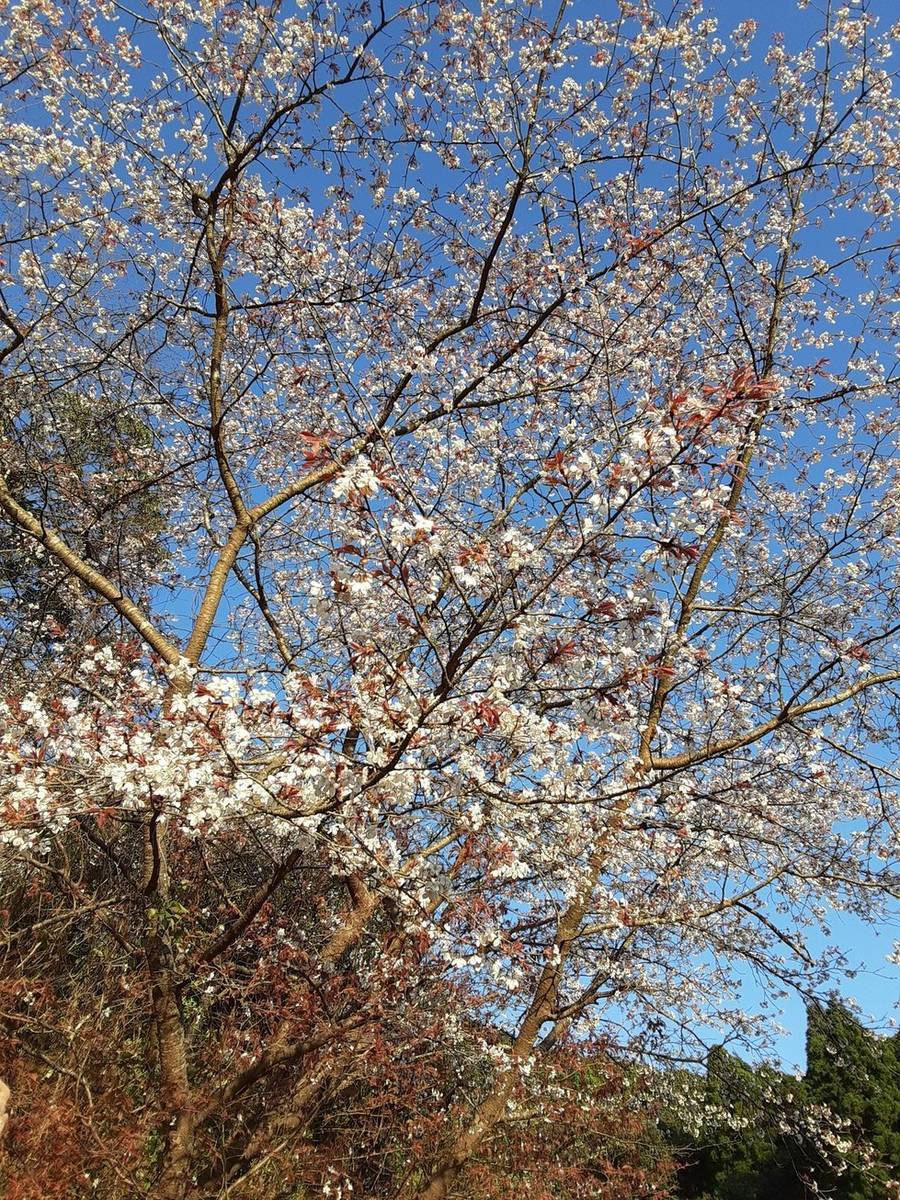 f:id:adbird:20200316173749j:plain f:id:adbird:20200316173749j:plain