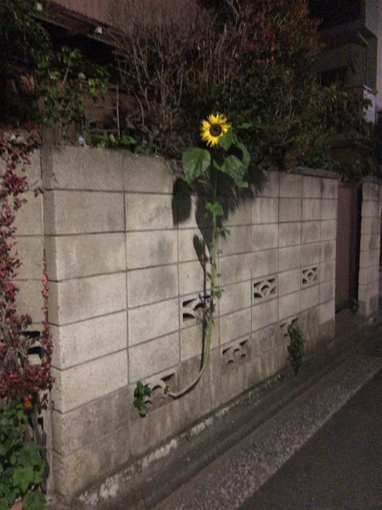 f:id:add-coco:20181120104533j:image f:id:add-coco:20181120104533j:image