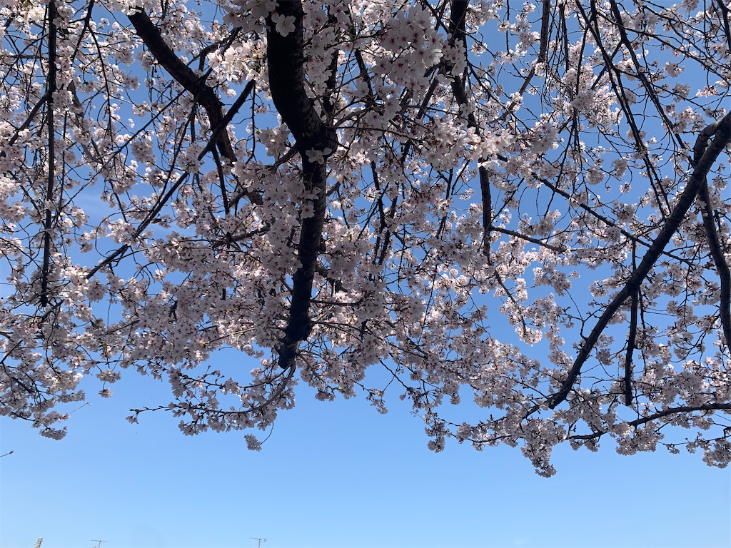 f:id:add-coco:20220408083907j:image