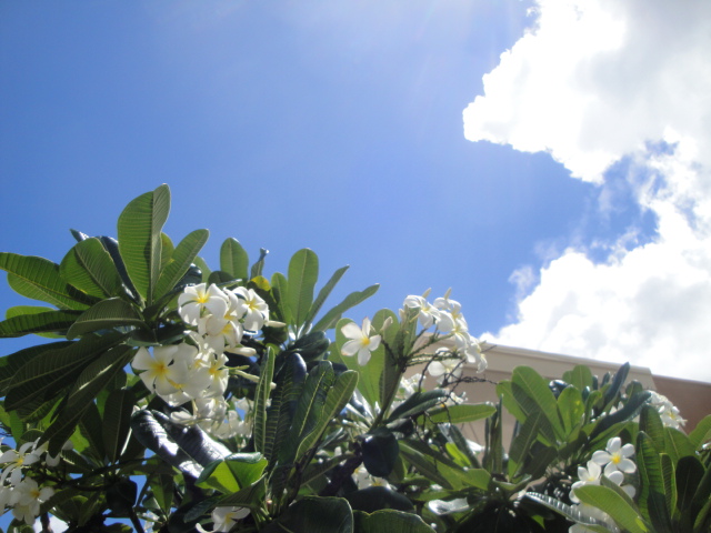 f:id:addieayumi:20161101153639j:plain