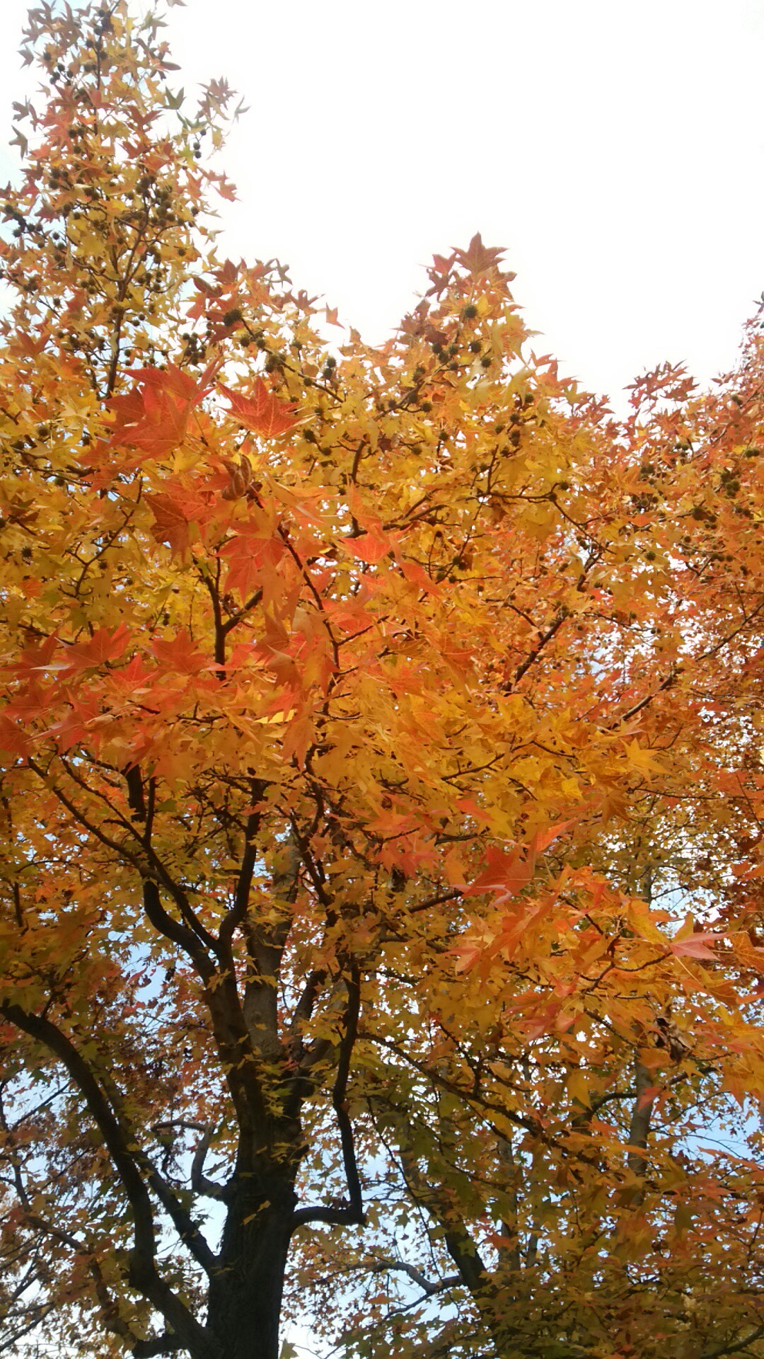 f:id:addieayumi:20161116142124j:plain f:id:addieayumi:20161116142124j:plain