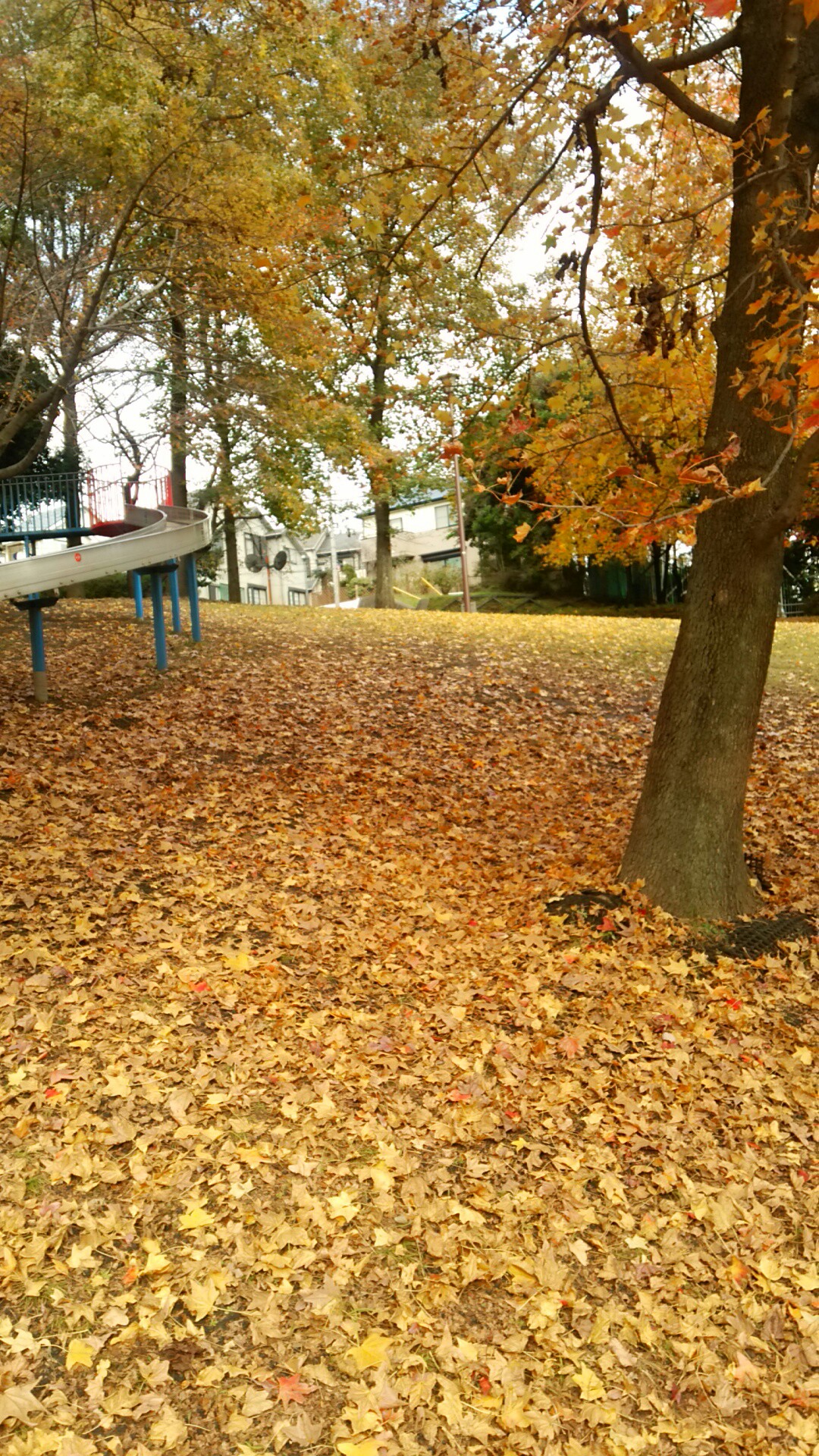 f:id:addieayumi:20161116142134j:plain f:id:addieayumi:20161116142134j:plain