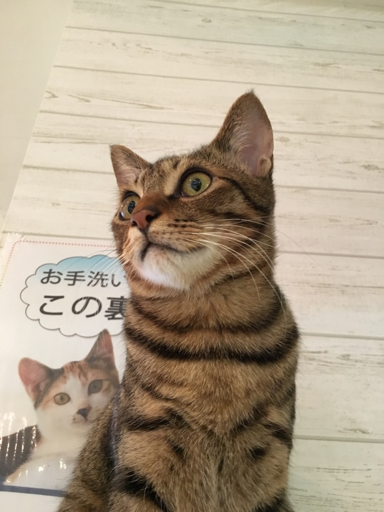 f:id:addis:20180310231629j:plain f:id:addis:20180310231629j:plain