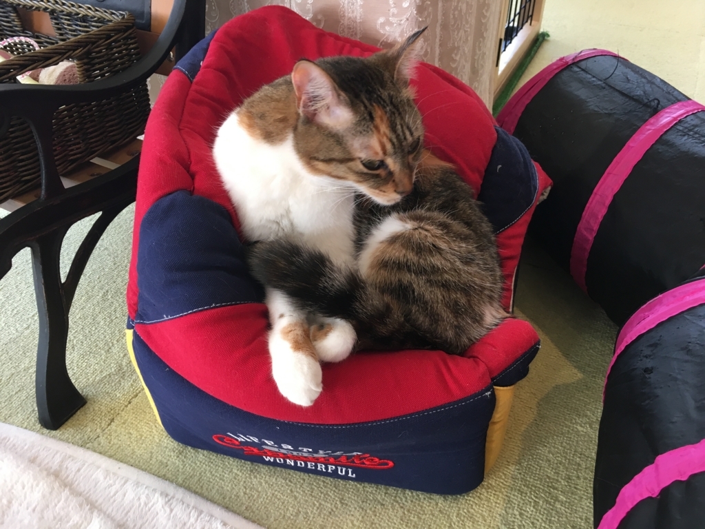 f:id:addis:20180310232030j:plain f:id:addis:20180310232030j:plain