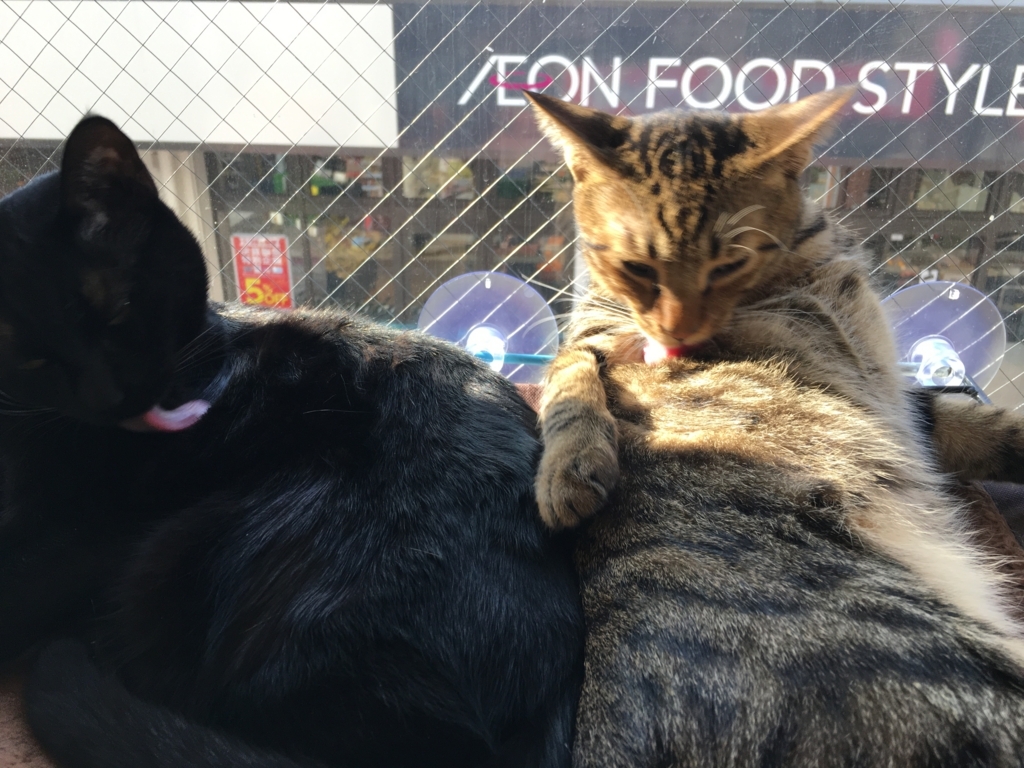 f:id:addis:20180310232204j:plain f:id:addis:20180310232204j:plain