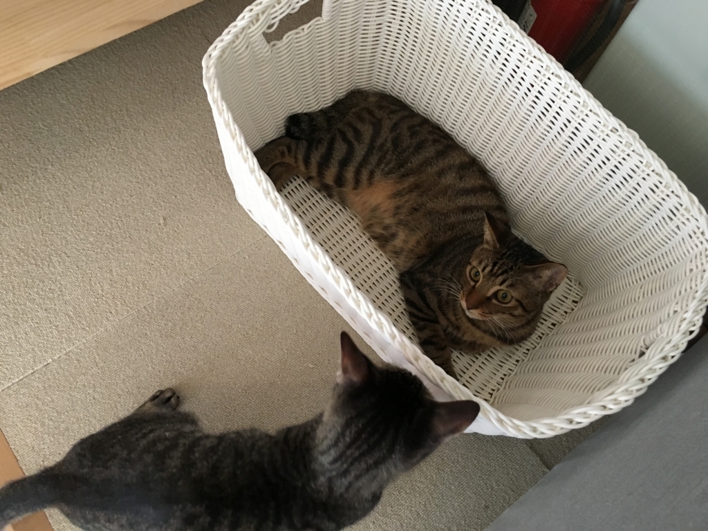 f:id:addis:20180310232618j:plain f:id:addis:20180310232618j:plain