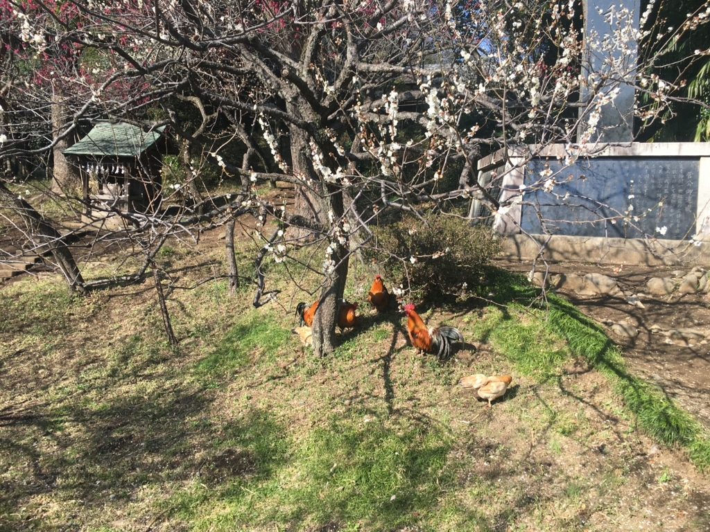 f:id:addis:20180310232717j:plain f:id:addis:20180310232717j:plain