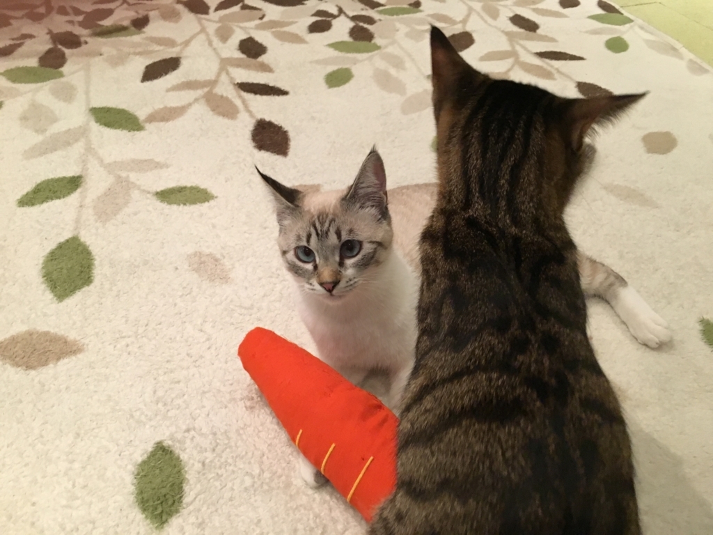 f:id:addis:20180310233401j:plain f:id:addis:20180310233401j:plain