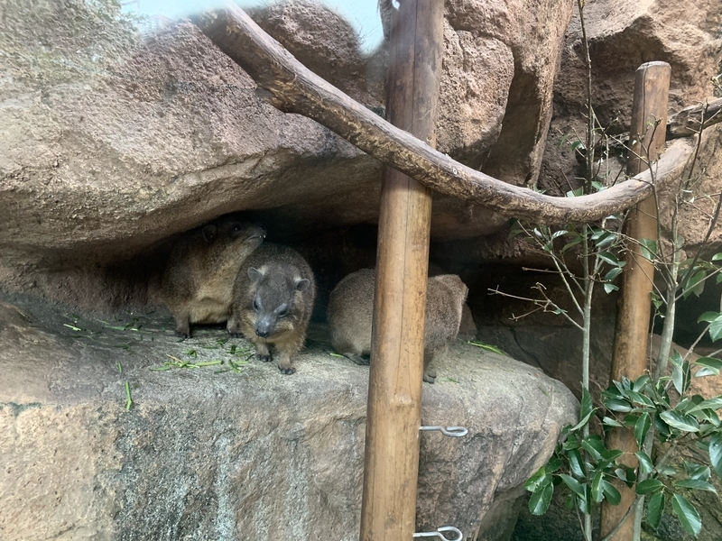 f:id:addis:20191219160202j:plain