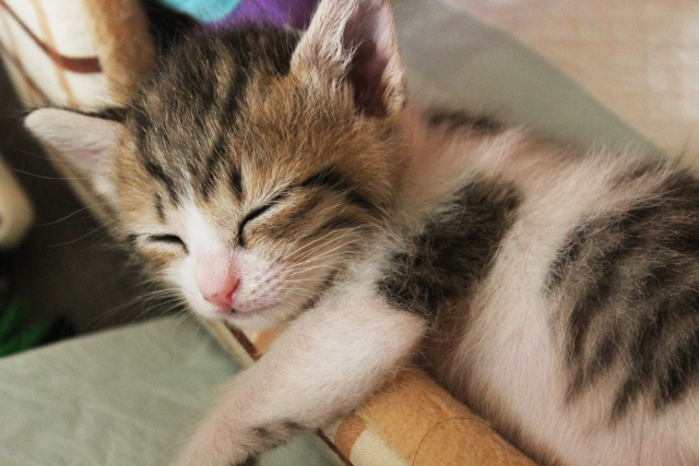 f:id:adhd_misoji:20160116214741j:plain f:id:adhd_misoji:20160116214741j:plain