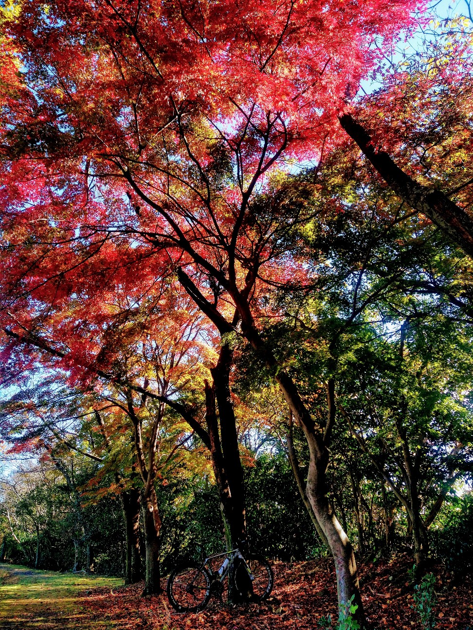 f:id:adiksan:20211226110725j:image f:id:adiksan:20211226110725j:image