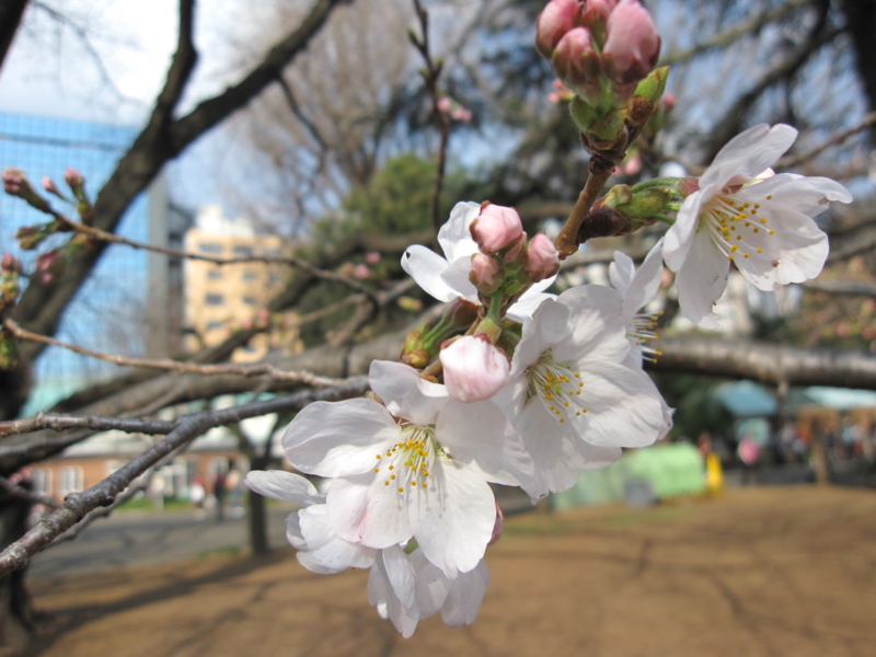 f:id:adiluhung:20130319150857j:image:w640