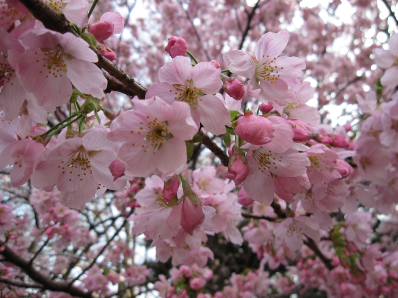 f:id:adiluhung:20130319151029j:image:w640