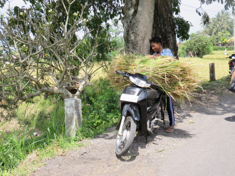 f:id:adiluhung:20160807132040j:image:w640