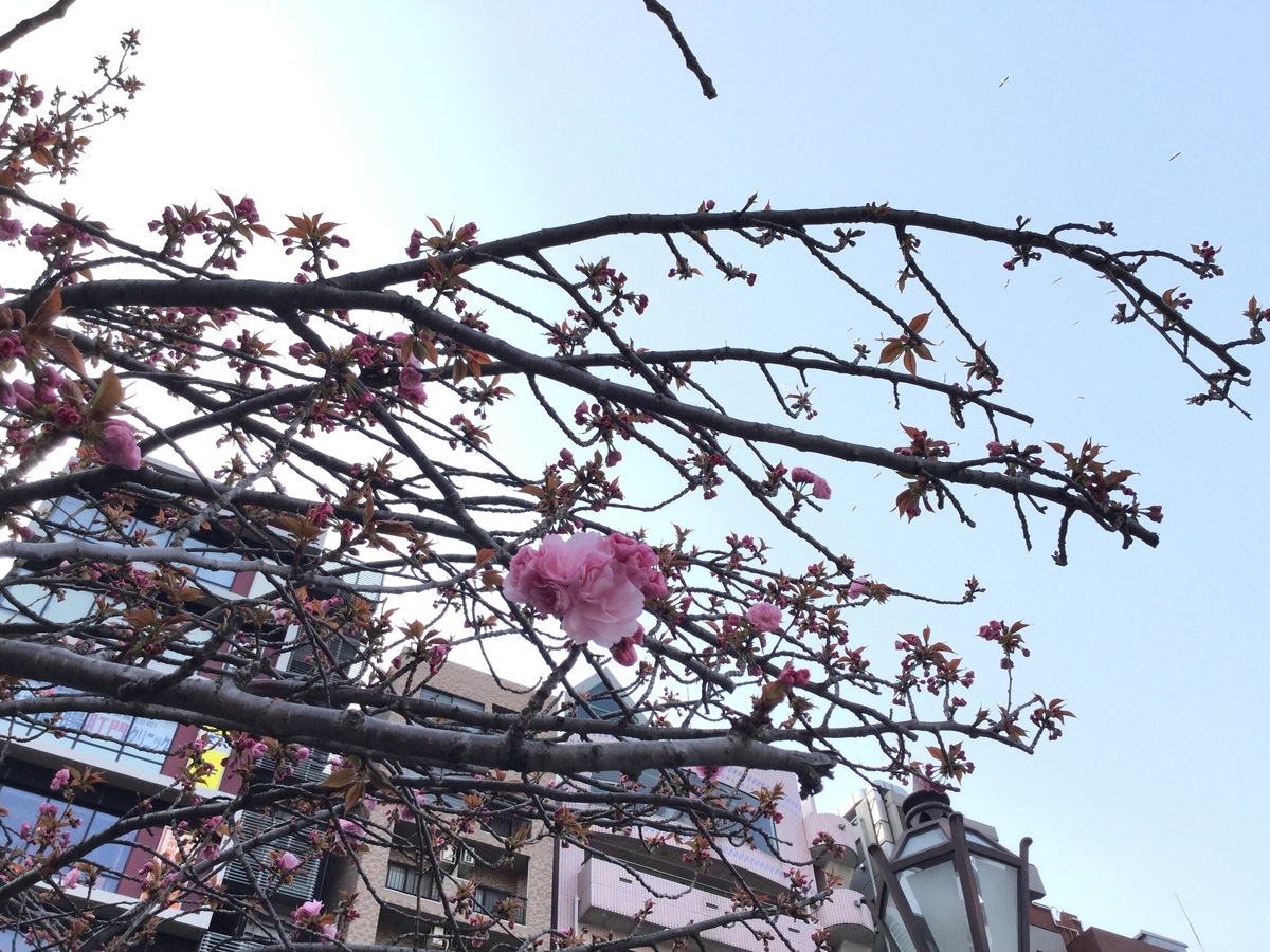 f:id:adiluhung:20190407213459j:plain