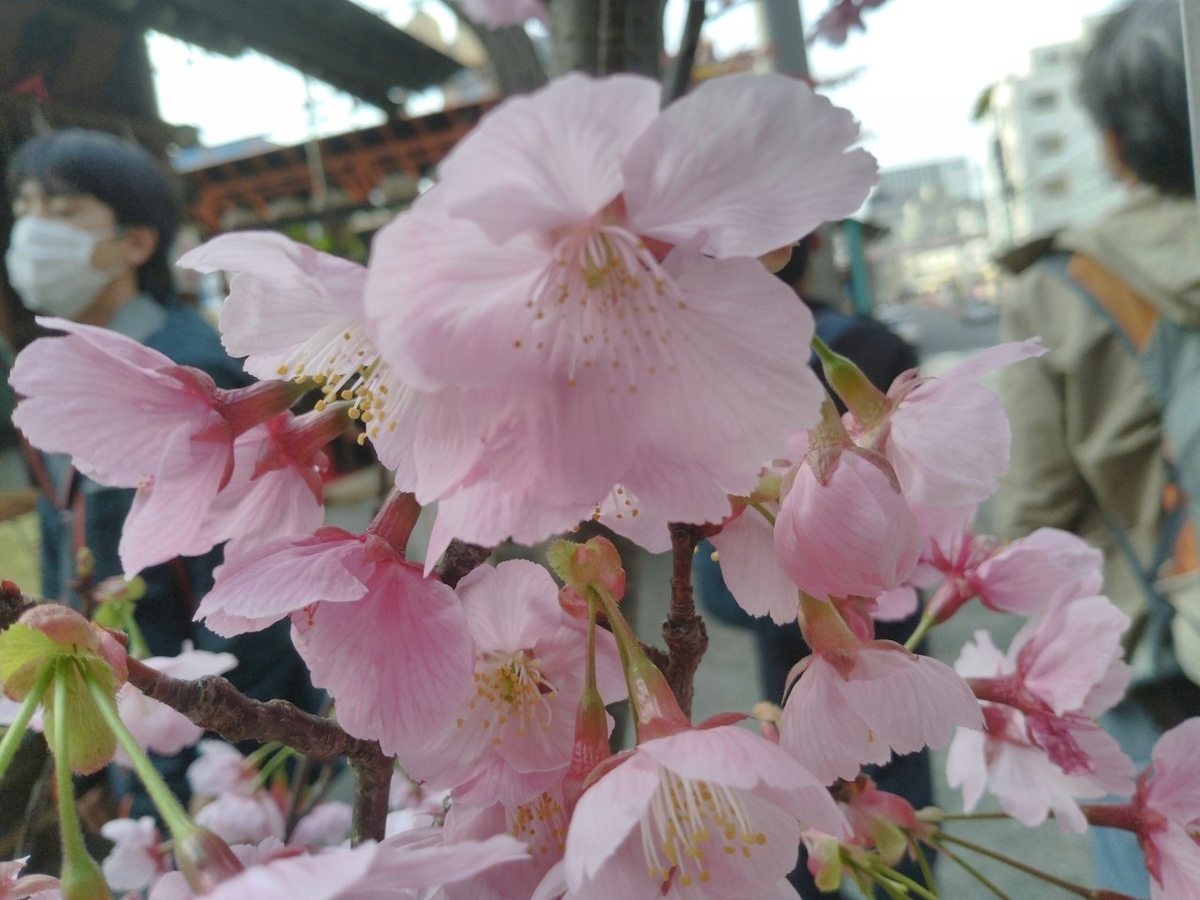 f:id:adiluhung:20200322202719j:plain