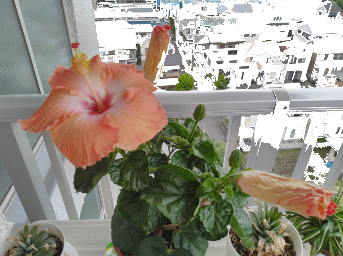 f:id:adiluhung:20210605090626p:plain